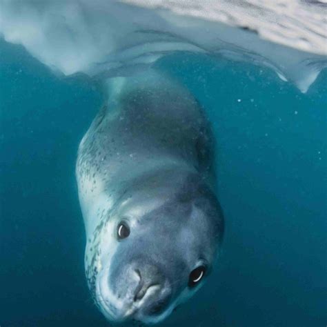 Leopard Seal Facts