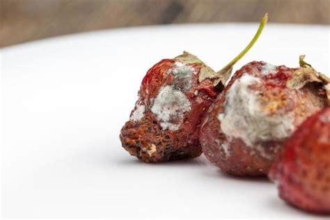 Image result for Rotting Problem