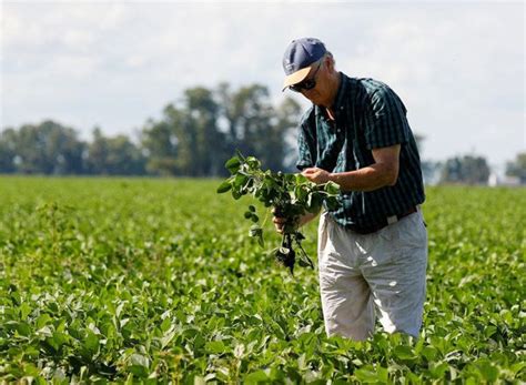 Argentina Agriculture 的图像结果