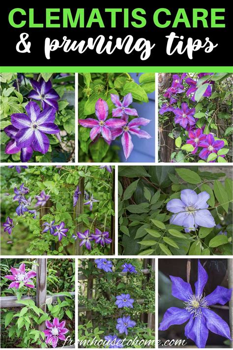 Clematis Vine Care: Planting, Growing and Pruning Tips | Clematis vine ...