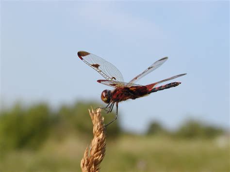 The most dangerous predator in the Sleeping Bear Dunes is…? - Leelanau.com