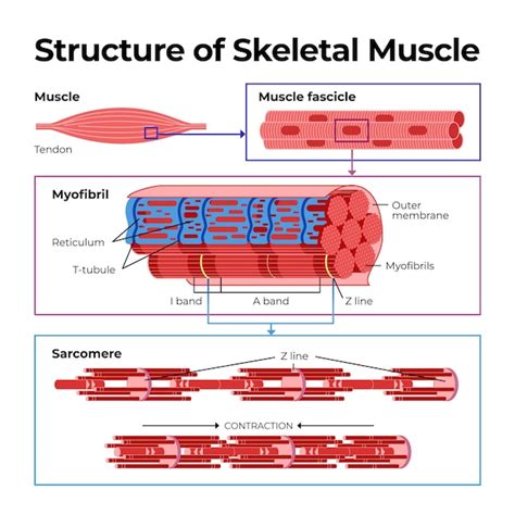 Image result for Muscle Structure Classifications