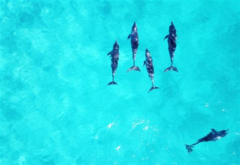 Nagoa Beach Dolphin Tour Diu - Book Now @ Rs.1299 (36% off)