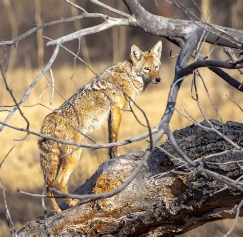 Apache Animal In English: Discover Its Unique Features