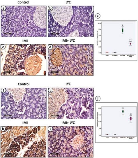 Role of IRE1α/XBP1/CHOP/NLRP3 Signalling Pathway in Neonicotinoid ...