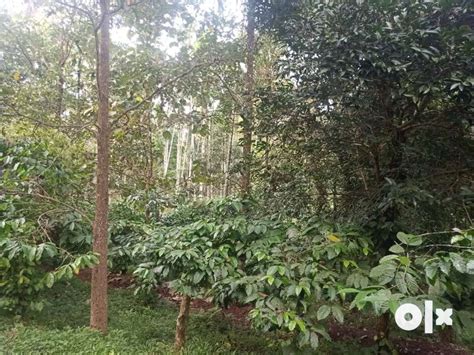 Exquisite 4.5 Acre Plot with House for Sale in Scenic , Vellamunda Wyn ...