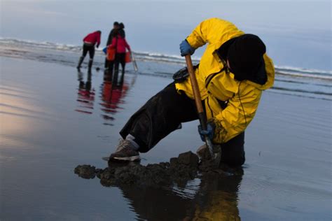 Image result for Razor Clam Digging