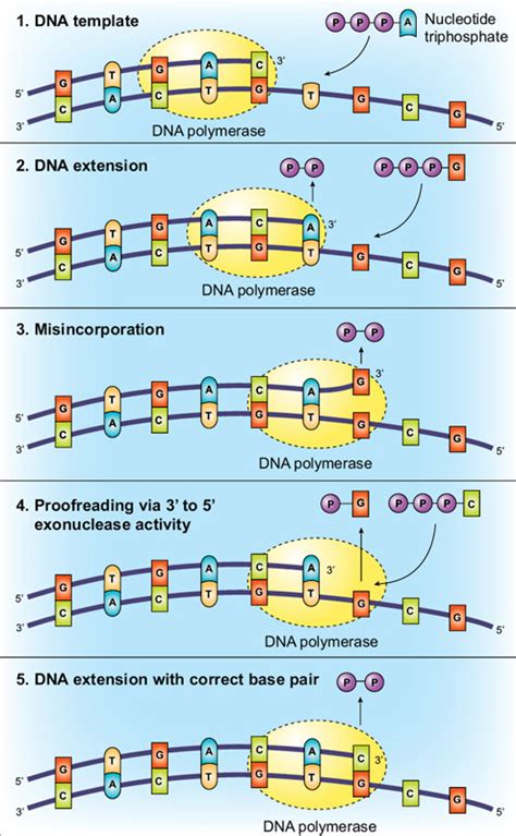 Image result for DNA Polymerase Function