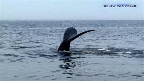 North Atlantic Right Whale Endangered