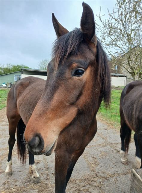 COMPLET - Week-end dinitiation à la nutrition équine , Rue de la ...