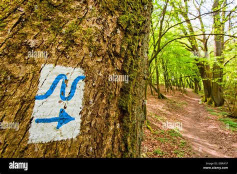 Image result for Oak Tree Rot Base of Trunk