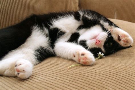 Image result for Cat Coding at Computer Pic