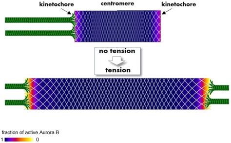 Mechanisms to Avoid and Correct Erroneous Kinetochore-Microtubule ...