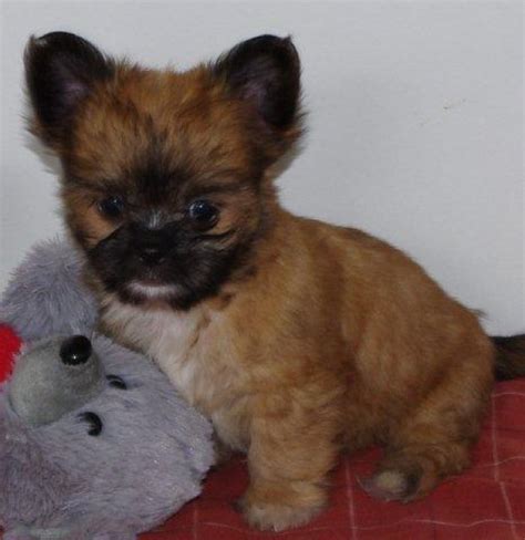 Tiere Kleinanzeigen | Tiere Anzeigenmarkt | Tiere Marktplatz | Tiere ...