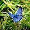 Image result for Blue Butterfly Bunny
