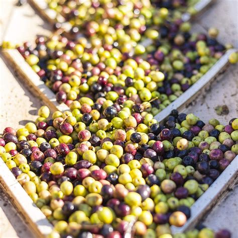 Calivirgin Lodi Miller’s Blend Extra Virgin Olive Oil - India | Ubuy