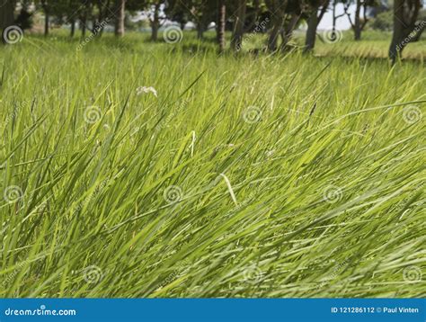 Closeup Field of Hay Grass Growing in Rural Farm Meadow Stock Photo ...