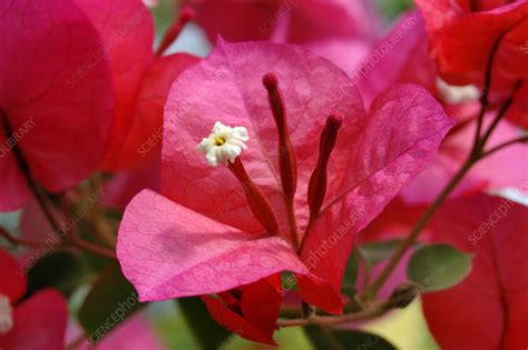 Image result for Pretty JSON HTML