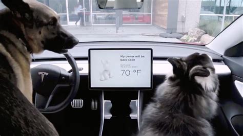 How Does Tesla Dog Mode Work