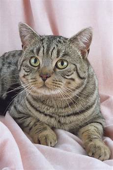 shorthair cat cat pictures gallery shorthair cat cat pictures gallery