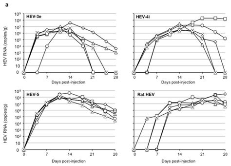 Viruses | Special Issue : Hepatitis E: Molecular Virology, Pathogenesis ...