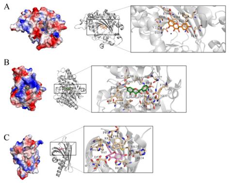 Crystal Structure of an SSB Protein from Salmonella enterica and Its ...