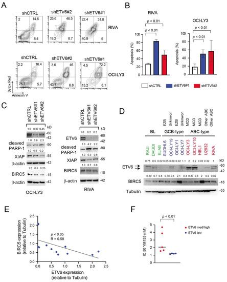High ETV6 Levels Support Aggressive B Lymphoma Cell Survival and ...