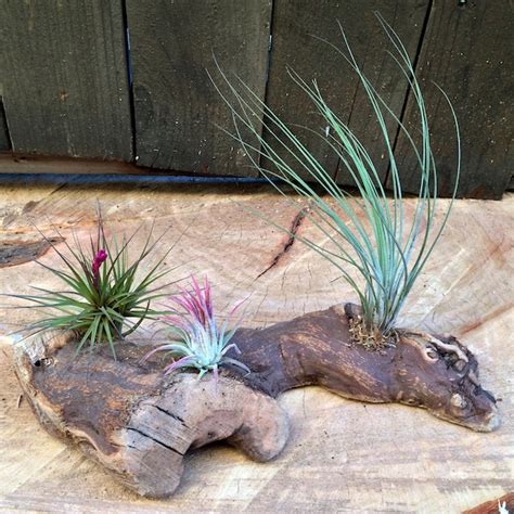 How to Mount Air Plants 的图像结果