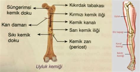 Kemik Nedir - Kemiğin Yapısı Ve Görevleri