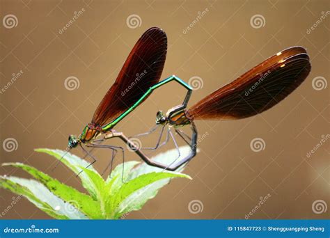 Dragonfly stock image. Image of family, dragonfly, arthropods - 115847723 - family of dragonfly