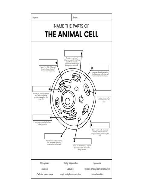 Image result for Cell Function Table