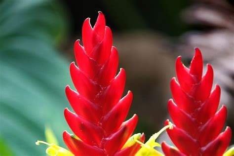 Ginger Plant In Bloom at Meagan Burlingame blog