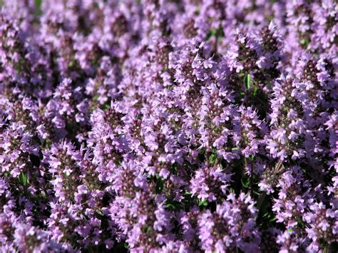 100 MOTHER OF THYME aka Lemon Broadleaved Large Thyme Thymus Pulegioid ...