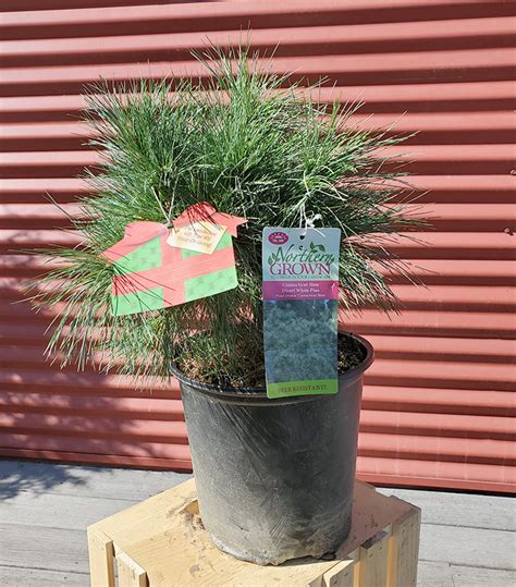 Image result for CT Pine Tree