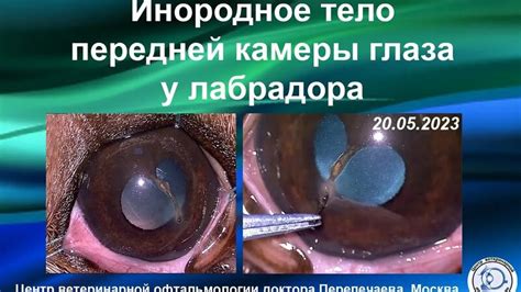 Инородное тело передней камеры глаза у лабрадора. Диагностика и ...