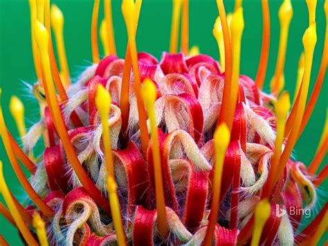 Bing Wallpaper Garden 的图像结果