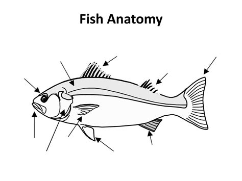Image result for How Do Fish Perform 7 Function