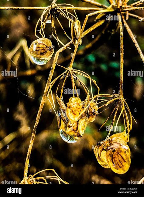 Image result for Raindrop Refraction