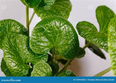 Leaves of a Japanese Horseradish Plant, Eutrema Japonicum Stock Photo ...