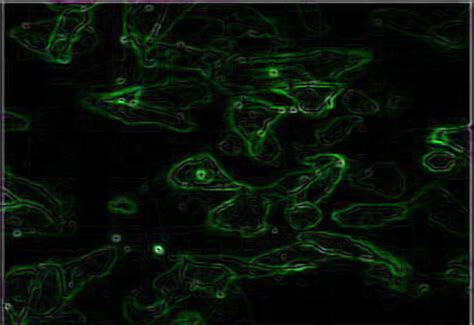 siRNA Modifications - Light Up Your Cells