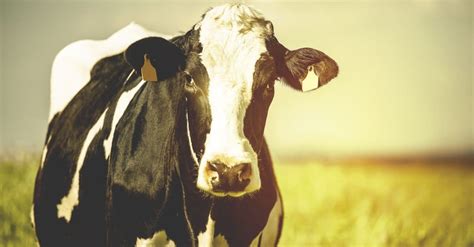 Do Male Cows Have Udders? 6 Interesting Facts About Cows - A-Z Animals