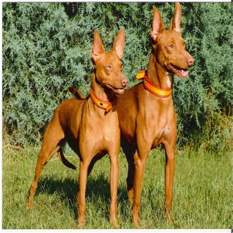 Podenco Andaluz