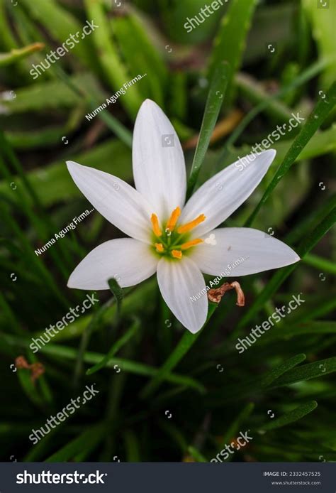 White Flowers Plant Scientific Name Zephyranthes Stock Photo 2332457525 ...