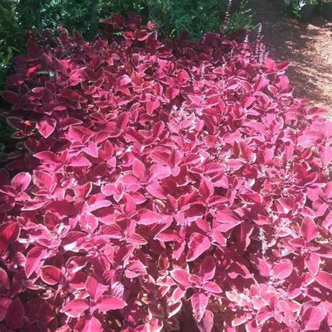 Jual tanaman hias miayana merah-tanaman miayana-bayam merah miyana ...