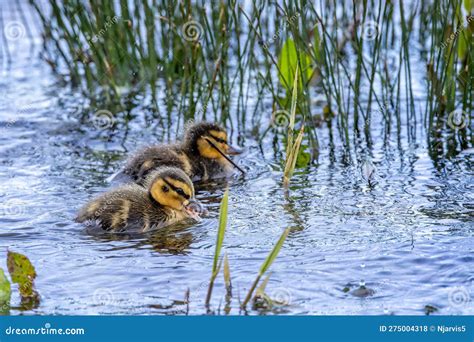Pair of Newly Hatched Baby Mallard Ducks in Choppy Water at Lake Edge ...