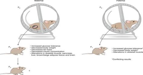 Paternal Exercise 的图像结果
