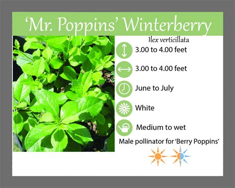 'Mr. Poppins' Winterberry - Landscape Design, Installation, Maintenance ...