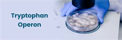 How Tryptophan Operon Works: A Beginner’s Overview