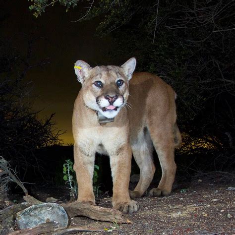 Floor & Décor - City of Roseville