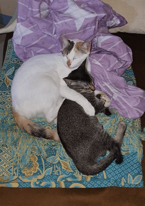 Cuddles and meow : r/Bondedpairs